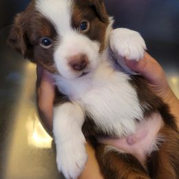 Sparky - Red tri-color male Miniature American Shepherd puppy in Troy, Ohio from Wiggle Wags Miniature American Shepherds
