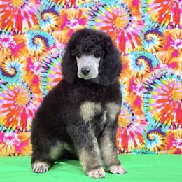 Green - Black male Poodle puppy in Houma, Louisiana from Smart Azz Poodles
