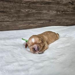 Green - Apricot male Cavapoo puppy in South Jordan, Utah from Lucky Doodle Pups