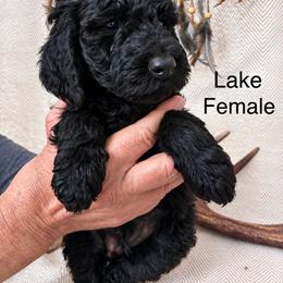 Lake - Black female Poodle puppy in Woodleaf, North Carolina from Circle T Ranch K9s