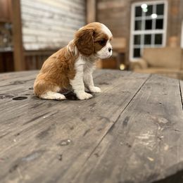 Girl 1 - Blenheim female Cavalier King Charles Spaniel puppy in Pavo, Georgia from Southern Oaks Kennel