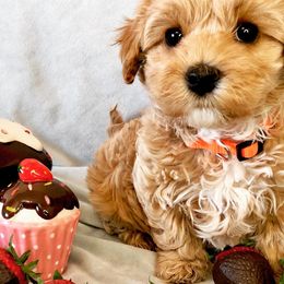 Cavapoo Puppies from Cedar Sprout Puppies