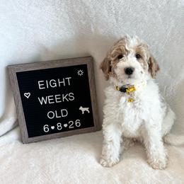 Bubbles - Yellow and white male Bernedoodle puppy in Sparrows Point, Maryland from Rosie’s Puppies