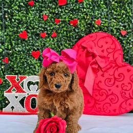 Rosie's Pink Girl - female Goldendoodle puppy in Kountze, Texas from Texas Doodles LLC