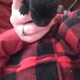 Pomeranian Puppies from SDR Pomeranians