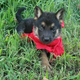 Male red - Black and red male German Shepherd puppy in Mccool Junction, Nebraska from Sininger Lagoon