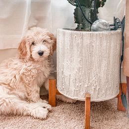 Goldendoodle Puppies from Muddydoodles
