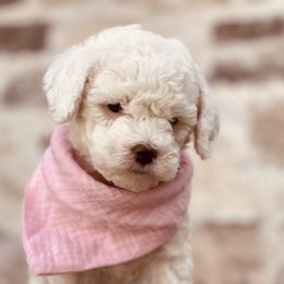 Goldendoodle and Poodle Puppies from Doodle Puppy Parti