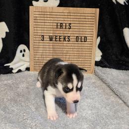 Iris - Black and white female Siberian Husky puppy in Brunswick, Ohio from Blue Star Siberians
