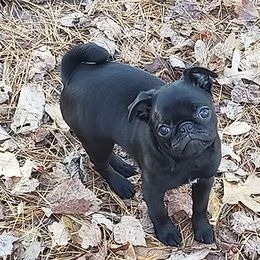 Pug Puppies from Ausband Farm Pugs
