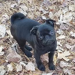 Pug Puppies from Ausband Farm Pugs