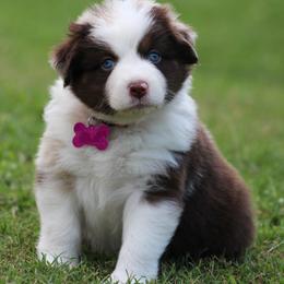 Charlotte - Red merle female Australian Shepherd puppy in Cookeville, Tennessee from Spring Creek Aussies