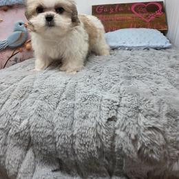 Midwest Mini Elliot - Fawn male Mi-Ki puppy in Clearwater, Kansas from Midwest Mini Mi-kis