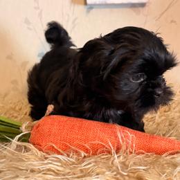 Black boy - Black male Shih Tzu puppy in Hibbing, Minnesota from Iron Range Shih Tzu and Puppies