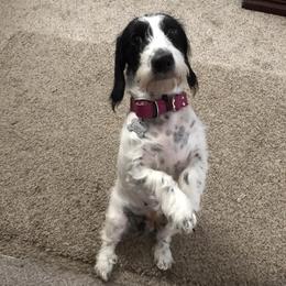 Lou Lou - Dachshund
