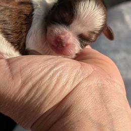 Still deciding on his name - Tri-color male Yorkipoo puppy in Idaho from Little Rascal Ranch