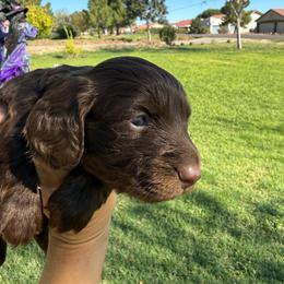 Chocolate girl - Chocolate female Dachshund puppy in Buckeye, Arizona from Ryder's Roundup