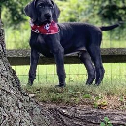 Weimaraner puppies from Jennifer Anne's Weimaraners