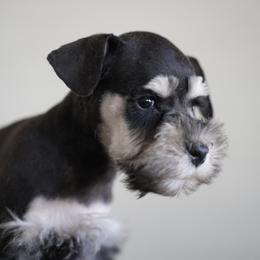 Miniature Schnauzer Puppies from Snowflake Schnauzers