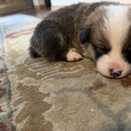 American Corgi Puppies from Highland corgis