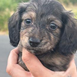 AKC SHADED CREAM BRINDLE LONGHAIR - Brindle male Dachshund puppy in Anderson, California from Golden Paws Dachshunds