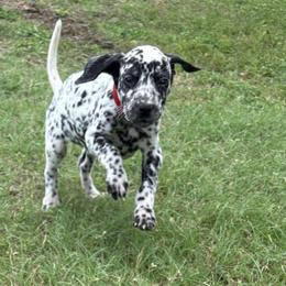 Mongo - White and black male Dalmatian puppy in Fort Cavasos, Texas from Mainstreet Dalmation