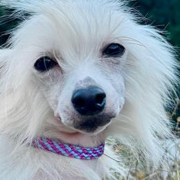 Cooper - White female Chinese Crested puppy in Lutz, Florida from Halcyon Chinese Cresteds