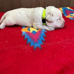 Yellow Boy - Yellow male Labrador Retriever puppy in Iowa City, Iowa from Country Road Acres