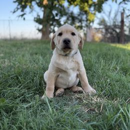Dark Blue Boy (Yellow) - Yellow male Labrador Retriever puppy in Corning, California from Raven's Labradors