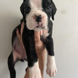 Girl 1 - Brindle female Boxer puppy in Staatsburg, New York from Rumors of Luv Boxers