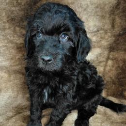 Shawn - Black male Goldendoodle puppy in Eau Claire, Wisconsin from Fisher River Doodle's