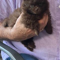 Coco - Chocolate female Pomeranian puppy in Bristol, Connecticut from Mala Poms