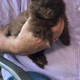 Coco - Chocolate female Pomeranian puppy in Bristol, Connecticut from Mala Poms