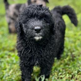 Mr Hamley - Black male Assorted Doodle Crosses puppy in Kansas City, Missouri from Beary GoldenDoodles