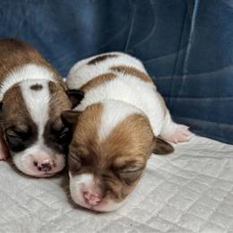 Billy - Sable spotted white male Chihuahua puppy in Sherwood, Arkansas from Bartelt Breeders