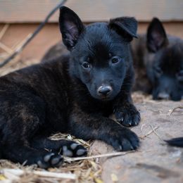 Dutch Shepherd Puppies from Faberge Hollandse Herdershond