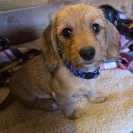 Paisley-wirehair - Red female Dachshund puppy in Blair, Oklahoma from North Fork Doxies-Okla