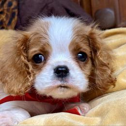 Beckham - Blenheim male Cavalier King Charles Spaniel puppy in Casar, North Carolina from Lizmere Cavalier King Charles Spaniels