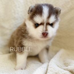 Rubble - Chocolate male Pomsky puppy in Grass Valley, California from Karalot Pomskies