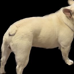 Bentley - Boston Terrier