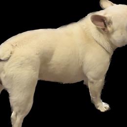 Bentley - Boston Terrier