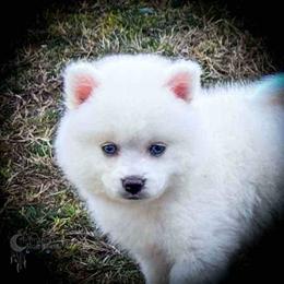 Romulus - White male Pomsky puppy in Perkins, Oklahoma from A-Dream Pomsky Kennel