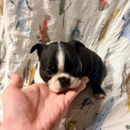 Bullseye - Seal and white male Boston Terrier puppy in Ringgold, Georgia from A-K Boston Terriers