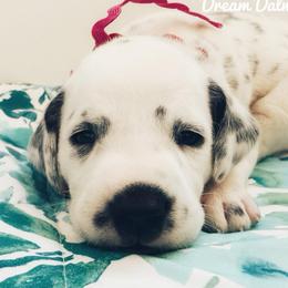 Dark pink female - White and black female Dalmatian puppy in Sacramento, California from Dream Dalmatians