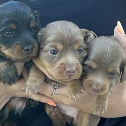 Dachshunds from Picket Fence Farm Dachshunds