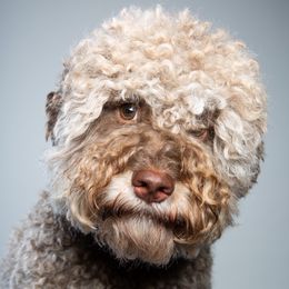 Macaroon - Lagotto Romagnolo