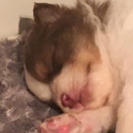 Pomeranian Puppies from Snow peak poms