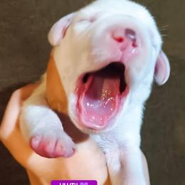Lillith (Purple Collar Female) - White and liver brown female Dalmatian puppy in Raymondville, Missouri from Wagner's Dalmatian's