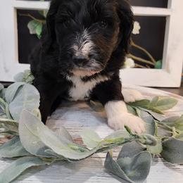 Aussiedoodle and Goldendoodle Puppies from Hunting Creek Kennels