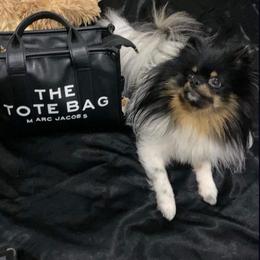 Mochi - Tri-colored male Pomeranian puppy in Brooklyn, New York from Luxury Poms